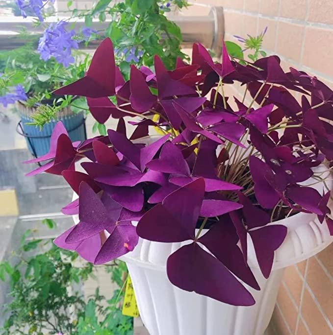 💜Lila szerencse sóska hagymák