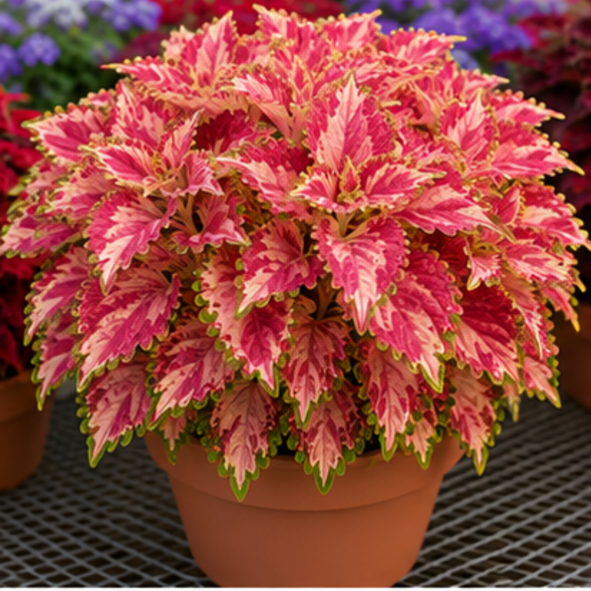 🌿Coleus hagymák🌷 – Töltsd meg kertedet színnel🌈