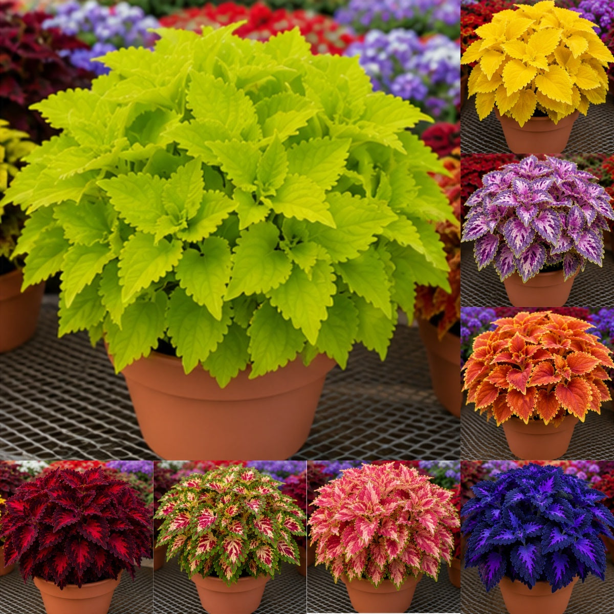 🌿Coleus hagymák🌷 – Töltsd meg kertedet színnel🌈