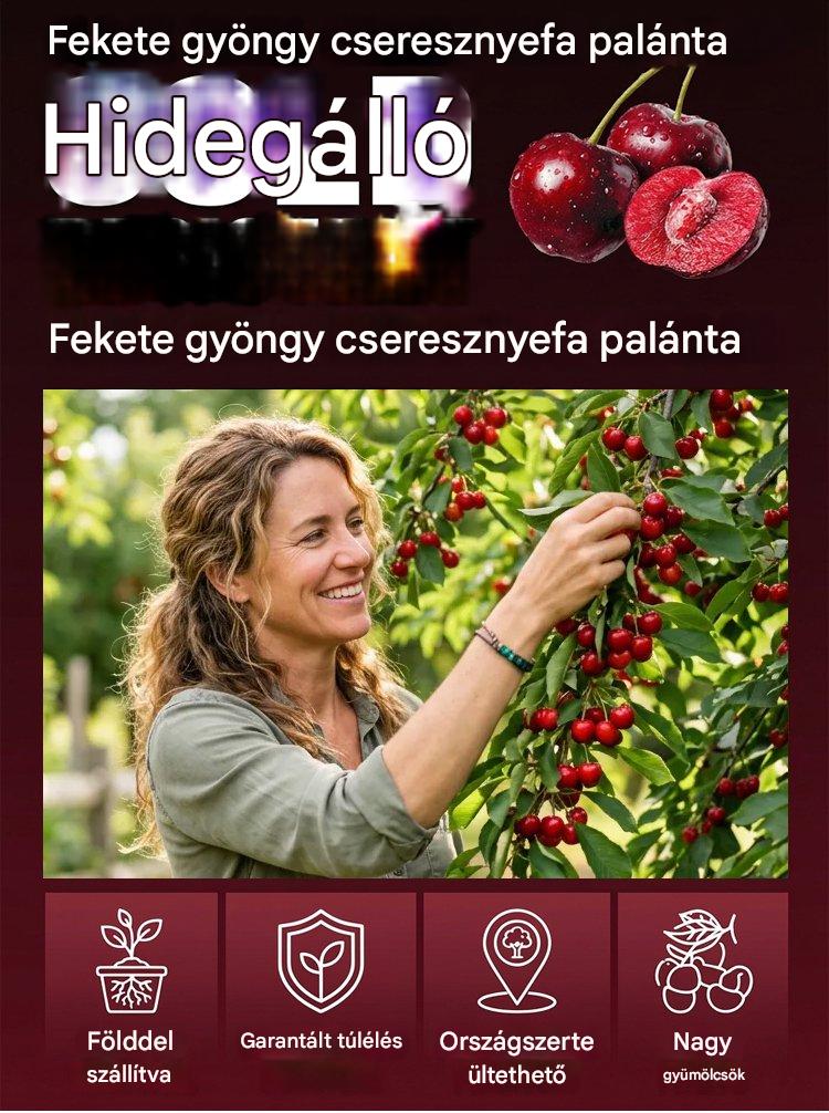【Frissen szüretelt】törpecseresznye csemeték