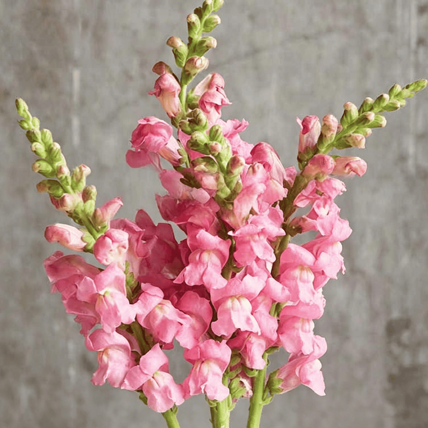 Royal Garden Snapdragon Seeds – Kertészek választása magas, színes vágott virágaihoz 🌸