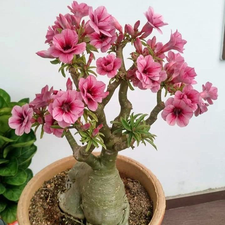 🎁Sivatagi rózsák hagymái🌵Nagyon könnyű gondozni! 🌸Adenium Obesum hagymák