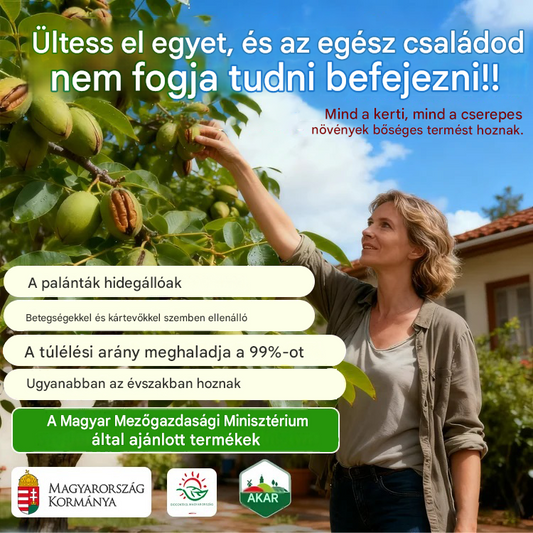 Amerikai importált pekándió palánták