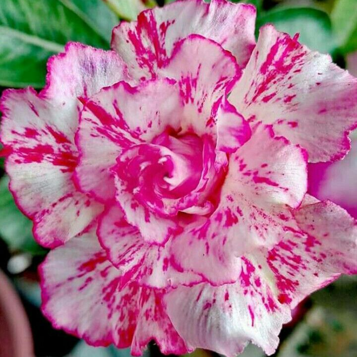 🎁Sivatagi rózsák hagymái🌵Nagyon könnyű gondozni! 🌸Adenium Obesum hagymák