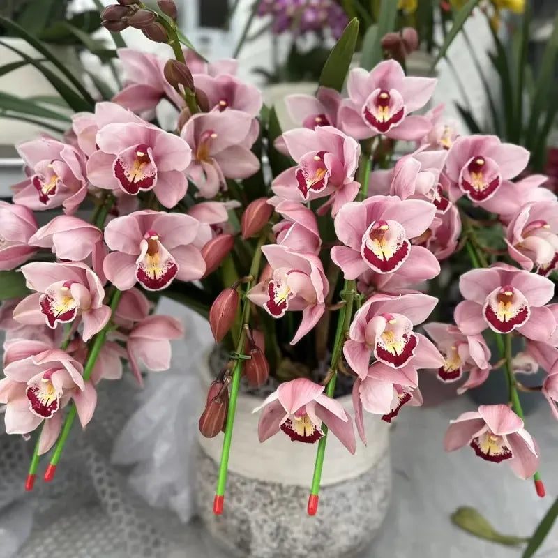 👑 Az orchideák királynője — Tartós Cymbidium hagymák