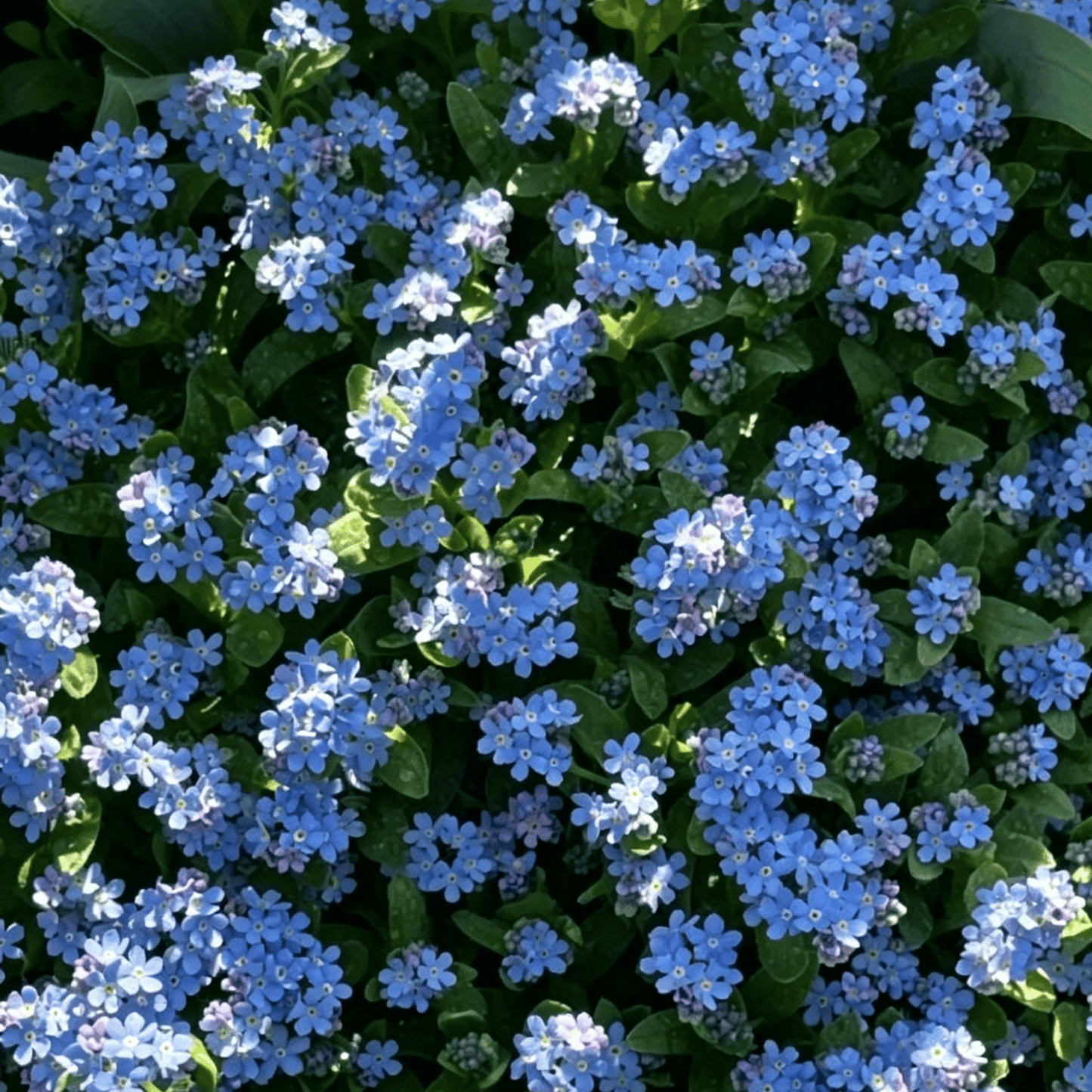 Blue Memory Nefelejcs magok – Minőségileg ellenőrzött Cottage Garden Blooms 🌿💙