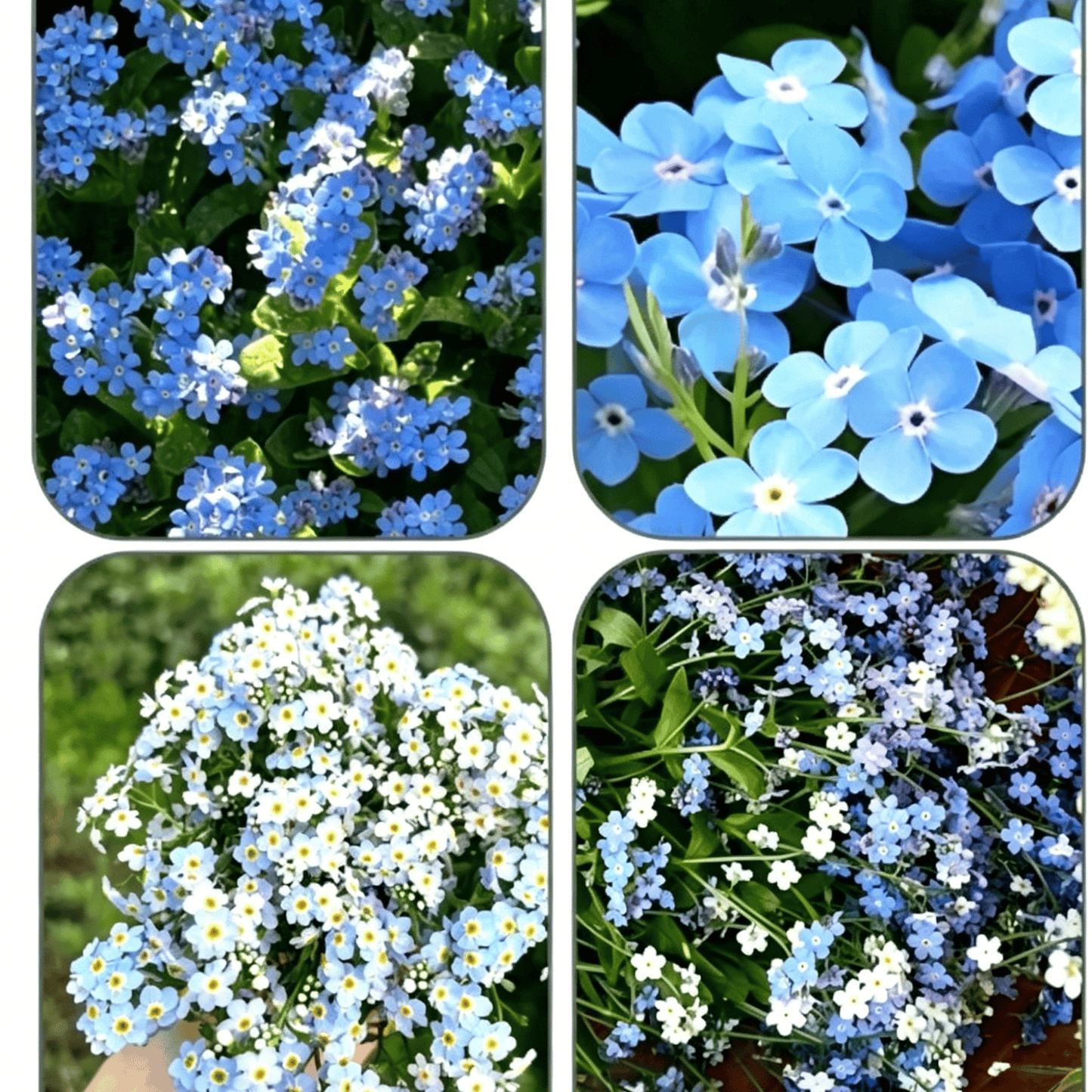 Blue Memory Nefelejcs magok – Minőségileg ellenőrzött Cottage Garden Blooms 🌿💙