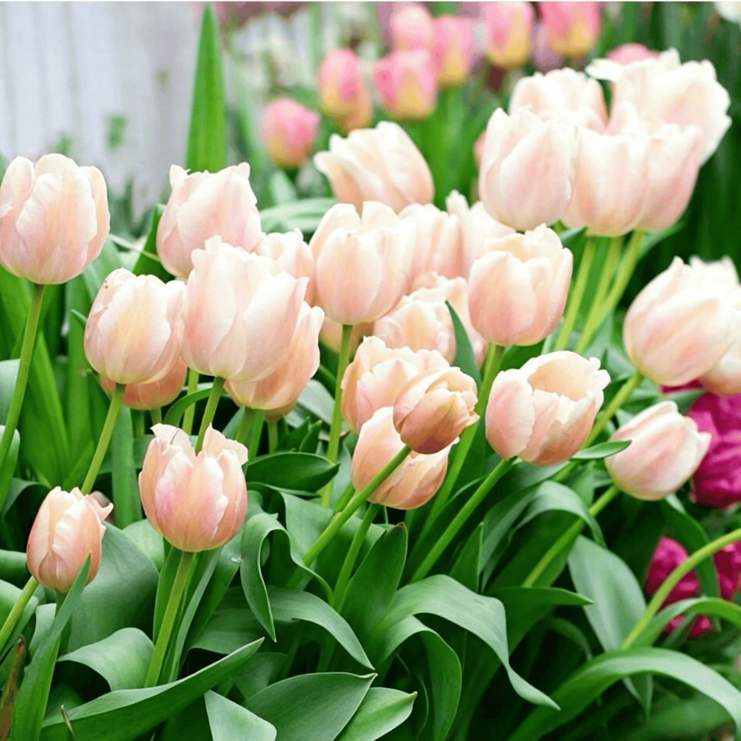 🌷Ritka tulipánmagok – Színes tavaszi virágok cserepekbe, szegélyekbe és kertekbe