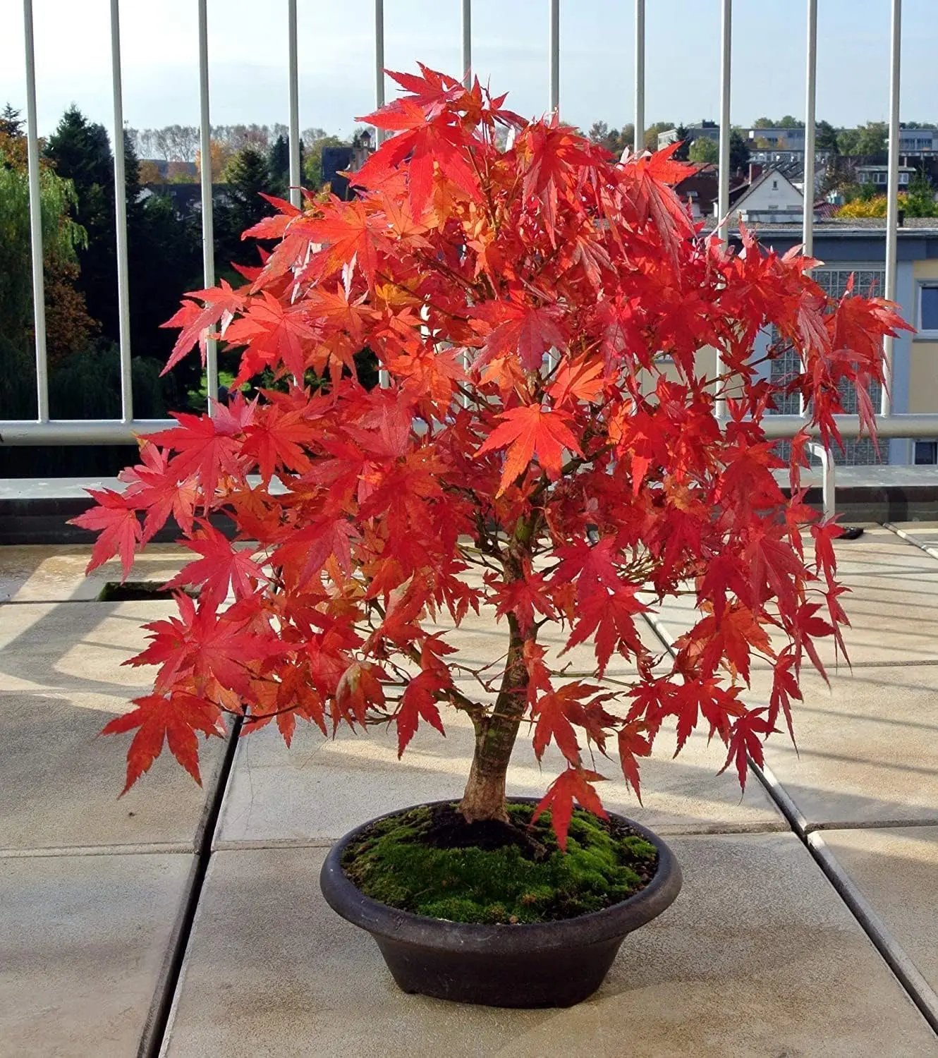 Kiváló minőségű japán vörös juhar magok – több mint 30 mag látványos skarlátvörös színben 🍁