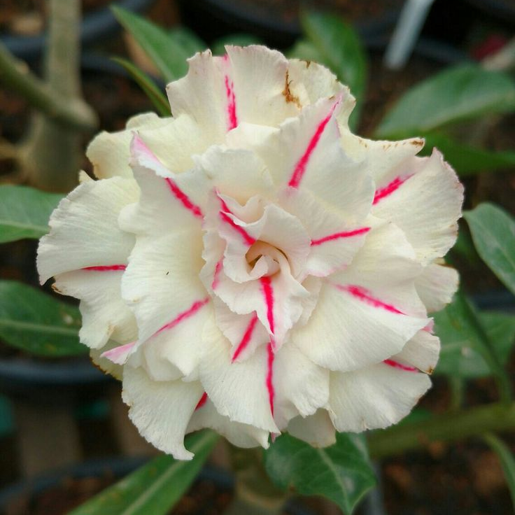 🎁Sivatagi rózsák hagymái🌵Nagyon könnyű gondozni! 🌸Adenium Obesum hagymák