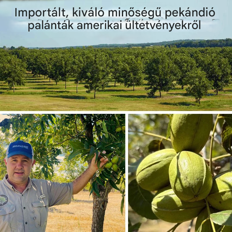 Amerikai importált pekándió palánták