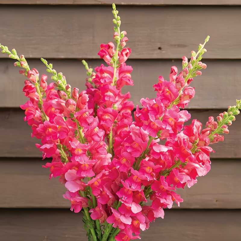 Royal Garden Snapdragon Seeds – Kertészek választása magas, színes vágott virágaihoz 🌸