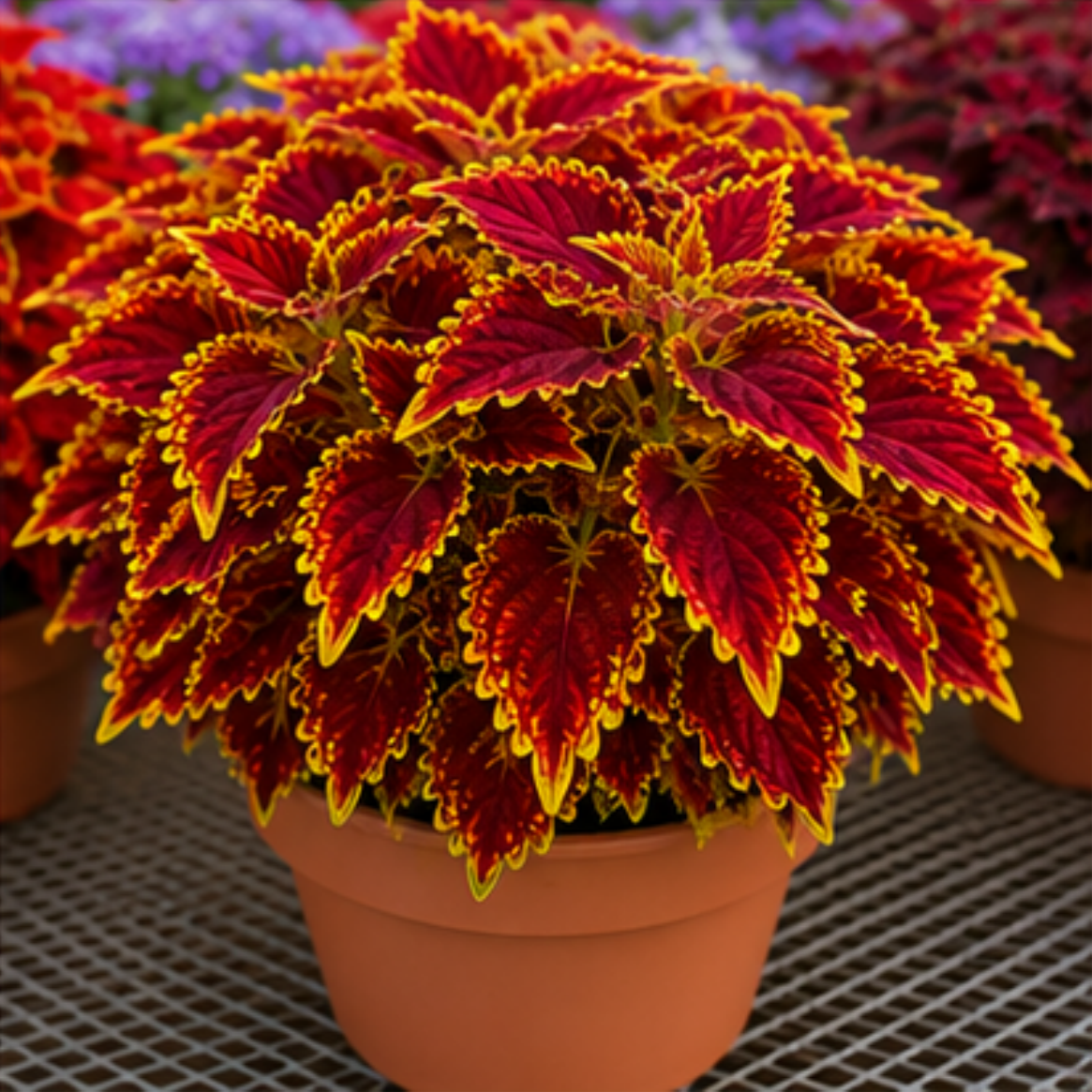 🌿Coleus hagymák🌷 – Töltsd meg kertedet színnel🌈
