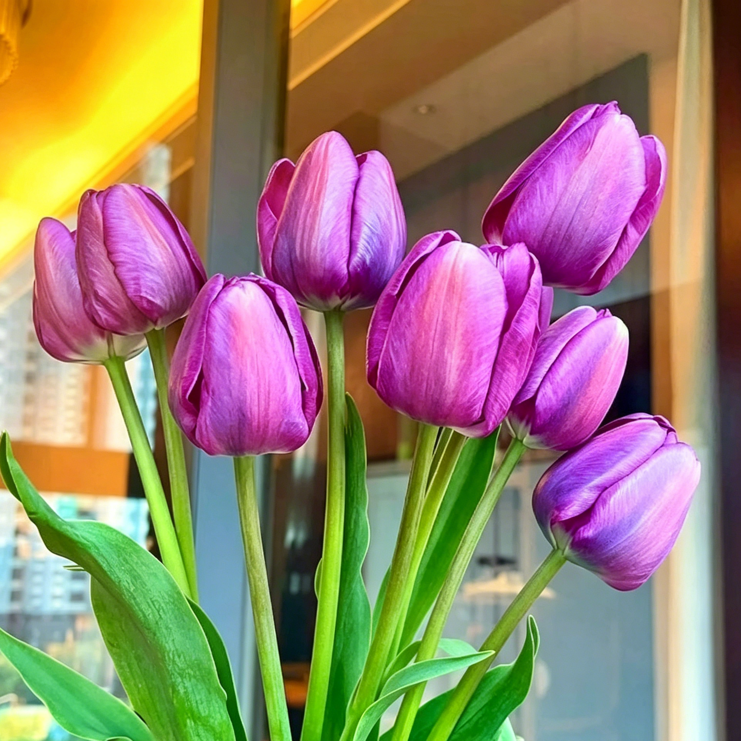 🌷Ritka tulipánmagok – Színes tavaszi virágok cserepekbe, szegélyekbe és kertekbe
