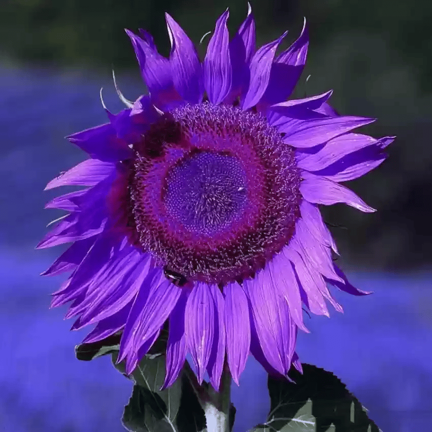 Utolsó 8000 mag💜 Midnight Sun óriás napraforgómagok 🌻 Ritka fajta és 2,4 méternél is magasabbra nő