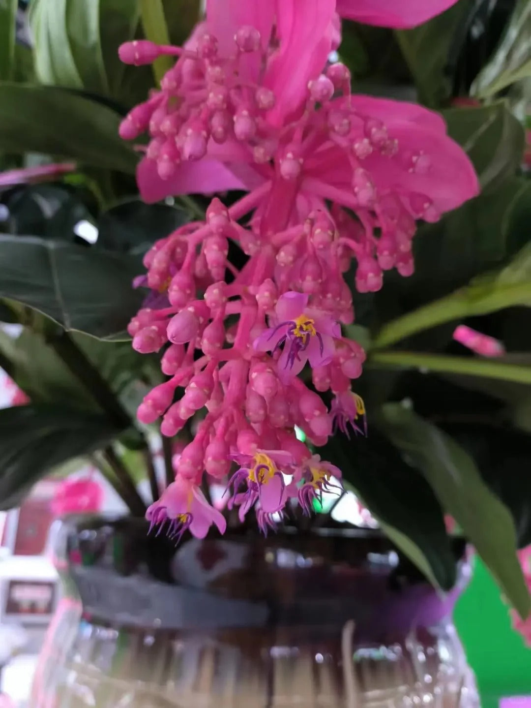 Nasiona winogron różanych – wyhoduj królową kwiatów w swoim ogrodzie