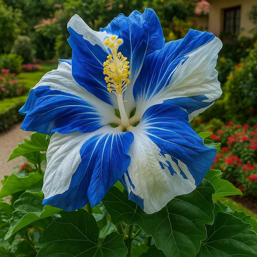 🔥 NAGY AKCIÓ - 50% KEDVEZMÉNY 🔥🌸 Dupla hibiszkusz magok - Könnyen termeszthető 🌸