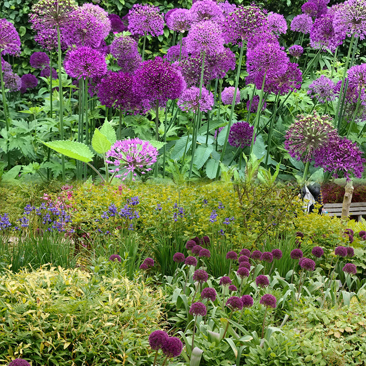 Allium Giganteum díszhagymavirág