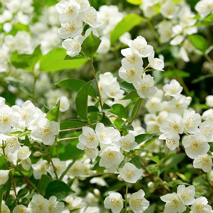 UTOLSÓ NAPOS AKCIÓ 35% KEDVEZMÉNY 🌸 Jázmin cserepes növény (🌱Túlélési garancia: Ingyenes pótlás🌿)