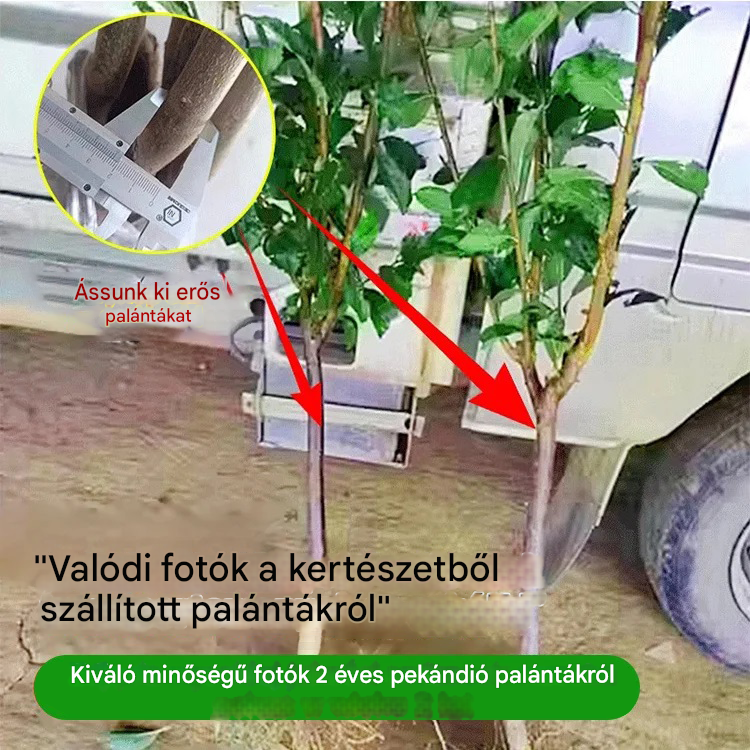Amerikai importált pekándió palánták