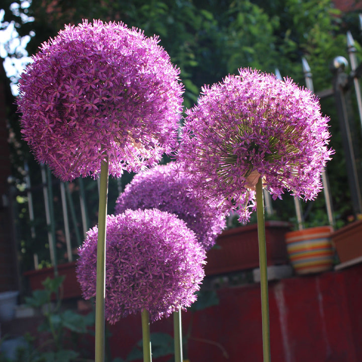 Allium Giganteum díszhagymavirág