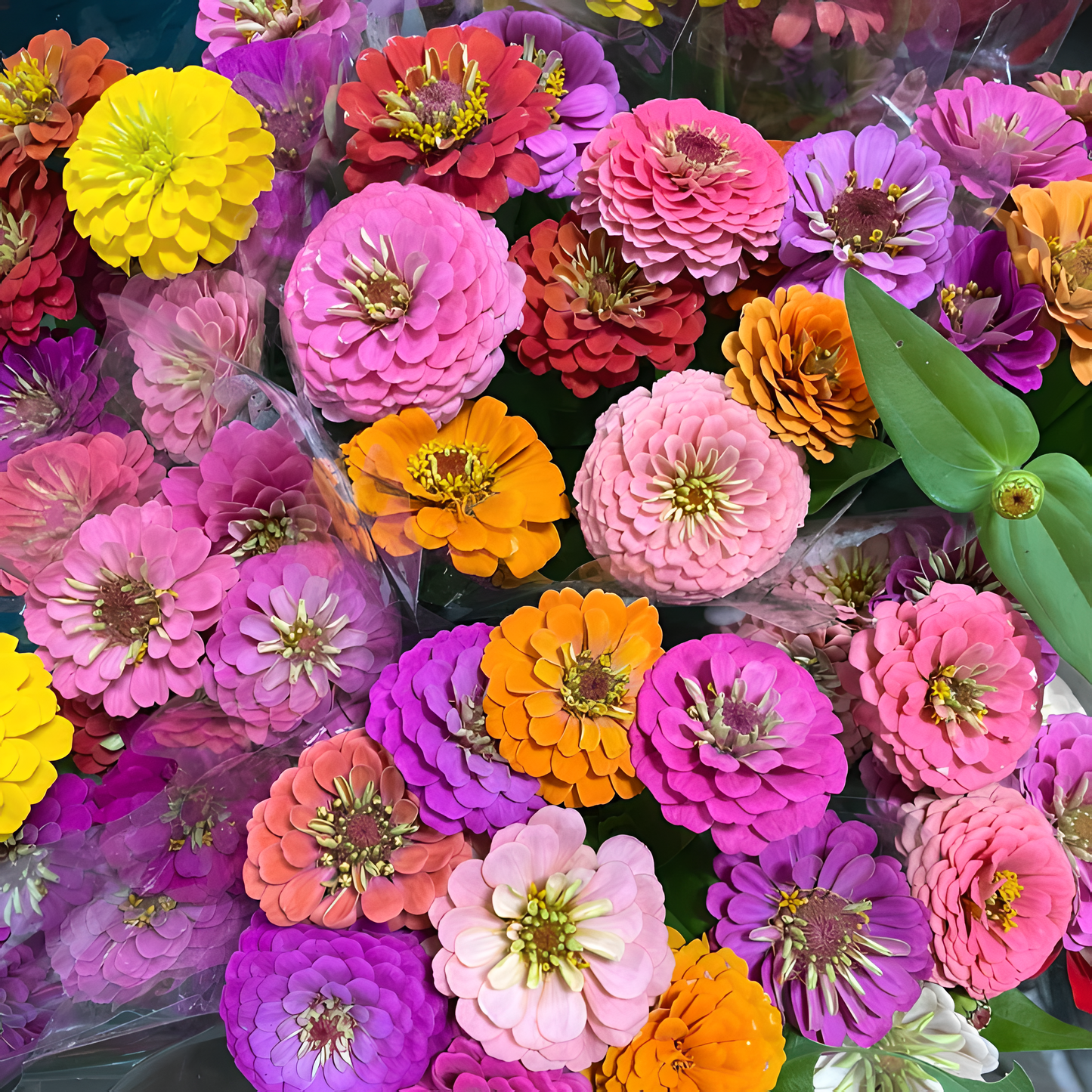 🌺Nasiona podwójnej cyni w mieszanych kolorach