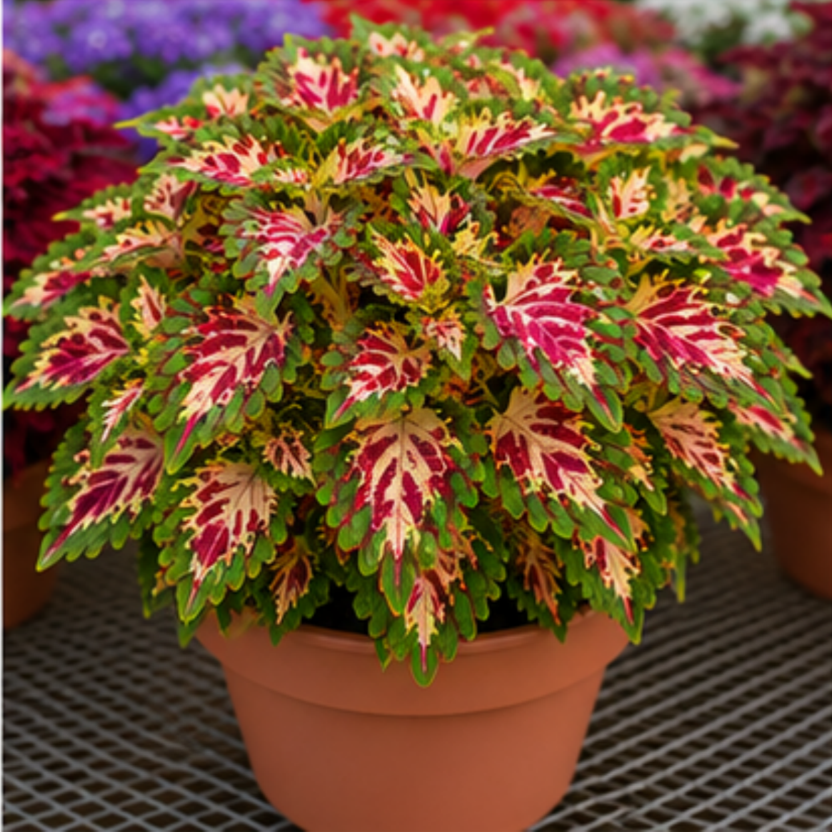 🌿Coleus hagymák🌷 – Töltsd meg kertedet színnel🌈