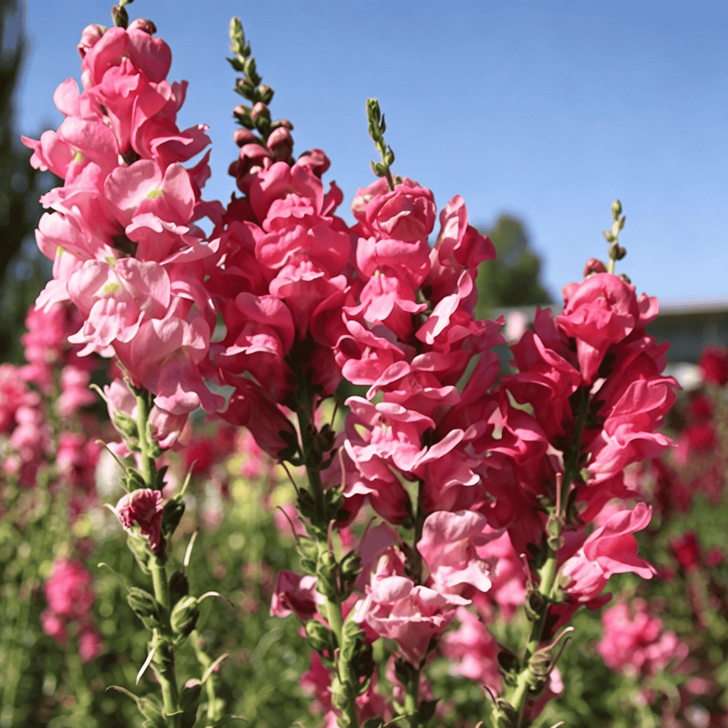 Royal Garden Snapdragon Seeds – Kertészek választása magas, színes vágott virágaihoz 🌸