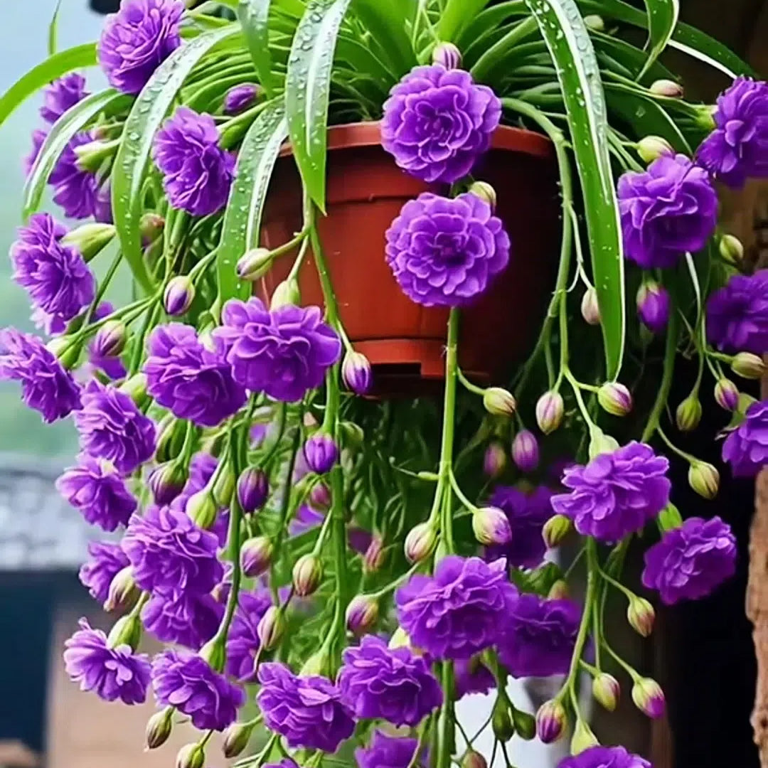 Nasiona/cebulki rośliny pająka Grand Bloom 💐 Wiszące arcydzieło natury pełne koloru i wdzięku