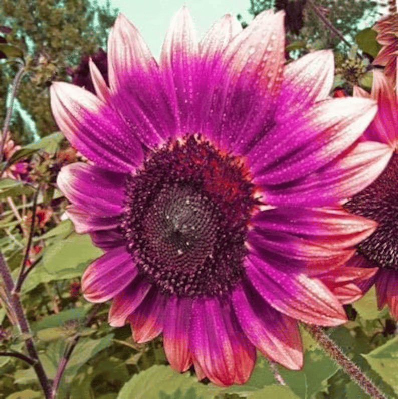 Utolsó 8000 mag💜 Midnight Sun óriás napraforgómagok 🌻 Ritka fajta és 2,4 méternél is magasabbra nő