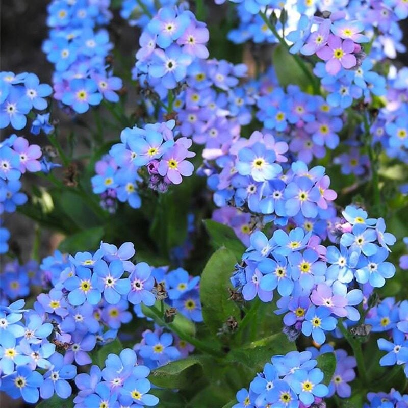 Blue Memory Nefelejcs magok – Minőségileg ellenőrzött Cottage Garden Blooms 🌿💙