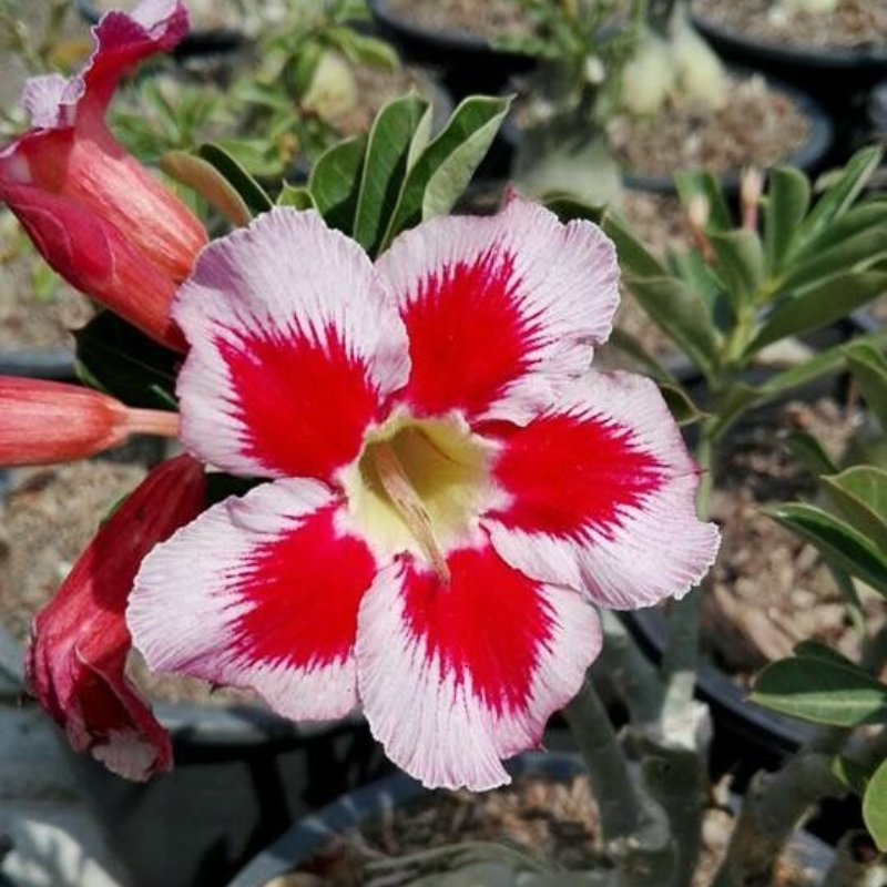 🎁Sivatagi rózsák hagymái🌵Nagyon könnyű gondozni! 🌸Adenium Obesum hagymák