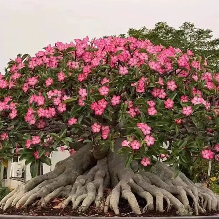 🎁Sivatagi rózsák hagymái🌵Nagyon könnyű gondozni! 🌸Adenium Obesum hagymák