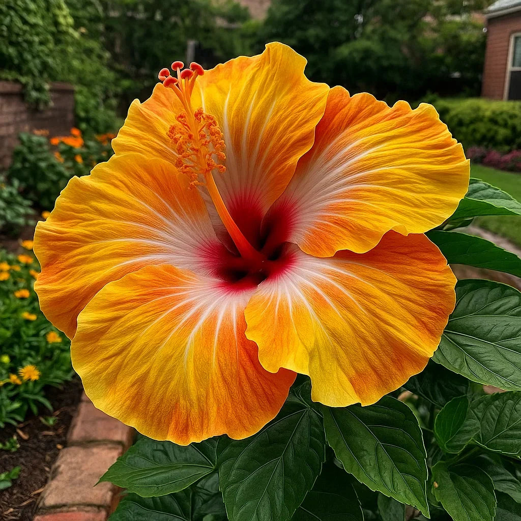 🔥 NAGY AKCIÓ - 50% KEDVEZMÉNY 🔥🌸 Dupla hibiszkusz magok - Könnyen termeszthető 🌸