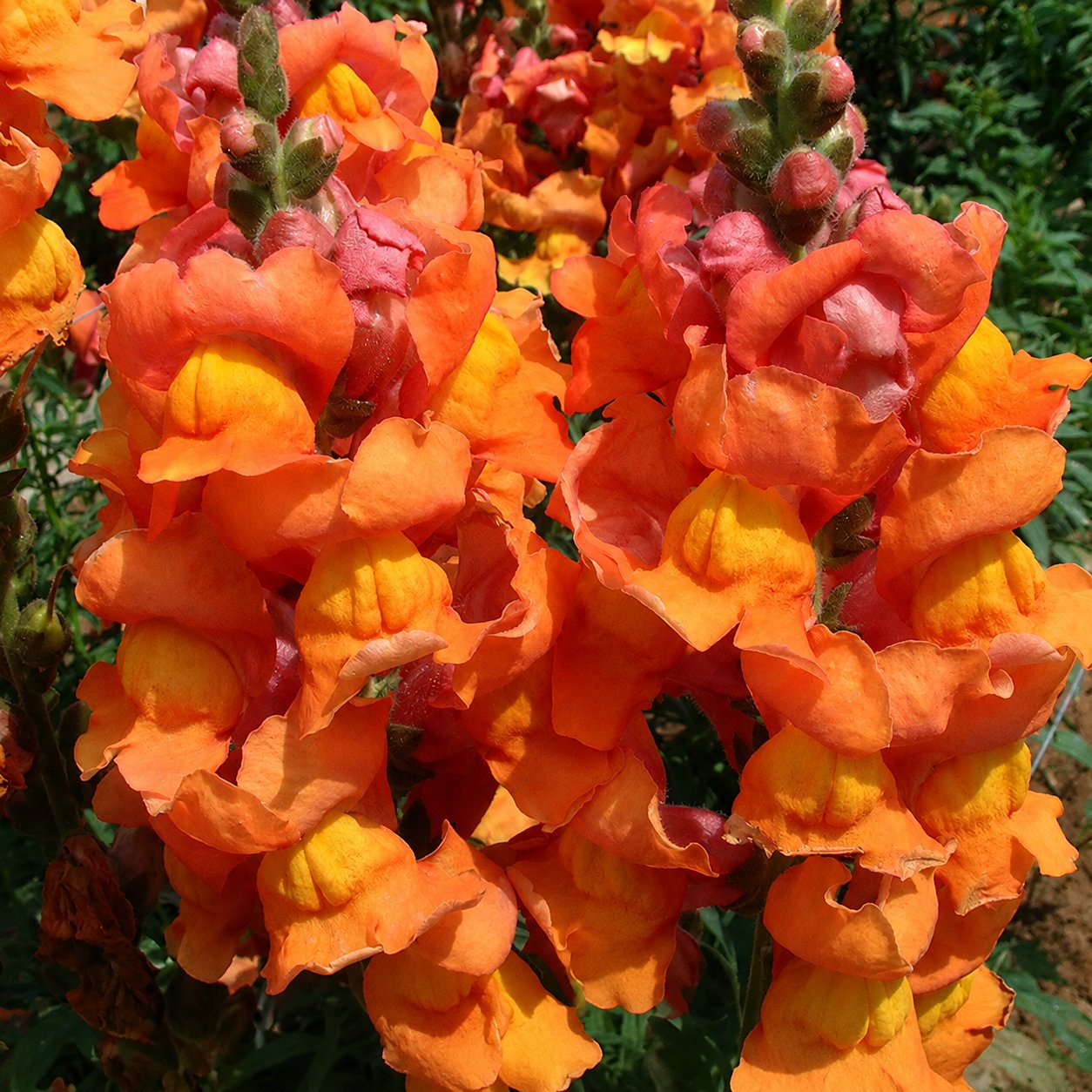 Royal Garden Snapdragon Seeds – Kertészek választása magas, színes vágott virágaihoz 🌸