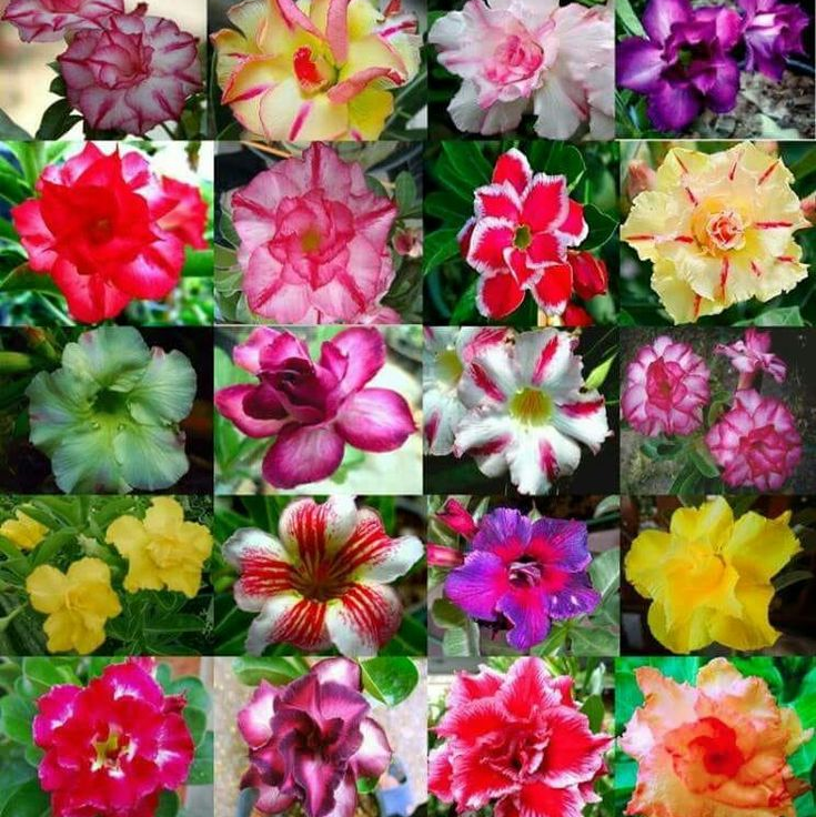 🎁Sivatagi rózsák hagymái🌵Nagyon könnyű gondozni! 🌸Adenium Obesum hagymák