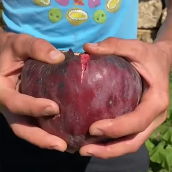 🍑Super gigantyczne nasiona figowca – słodycz brzoskwini w każdym kęsie! 🌟