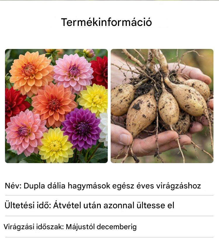 【Közvetlen értékesítés】Négy évszak dália hagymák