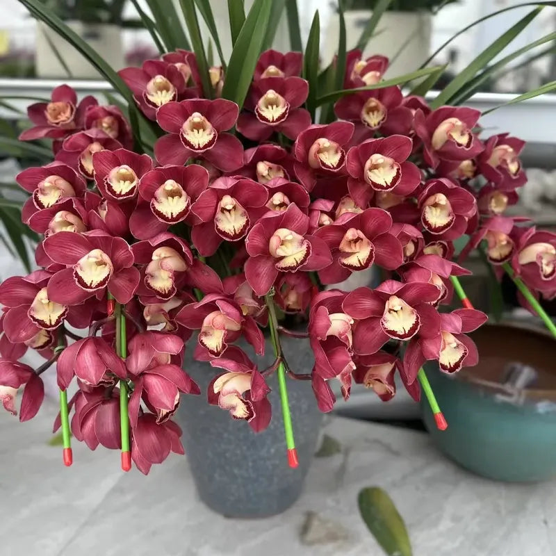 👑 Az orchideák királynője — Tartós Cymbidium hagymák