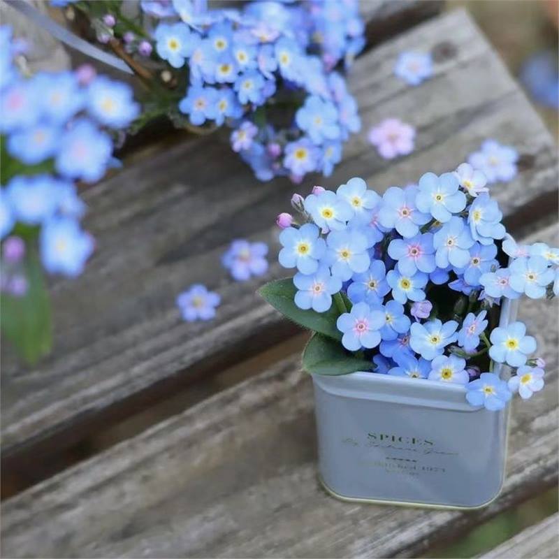 Blue Memory Nefelejcs magok – Minőségileg ellenőrzött Cottage Garden Blooms 🌿💙