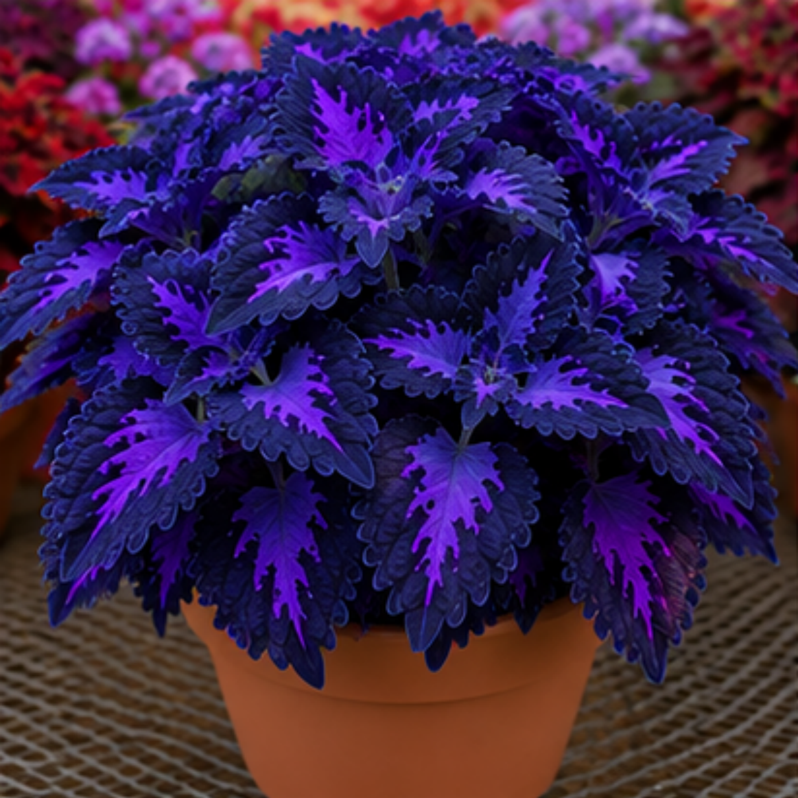 🌿Coleus hagymák🌷 – Töltsd meg kertedet színnel🌈