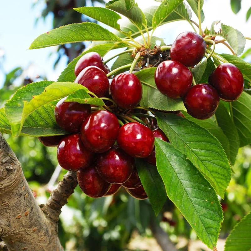 🍒 (Új szüret) Cseresznyemagok 🌿Előkezelve a magas csírázási arányért (99%-os csírázási arány)