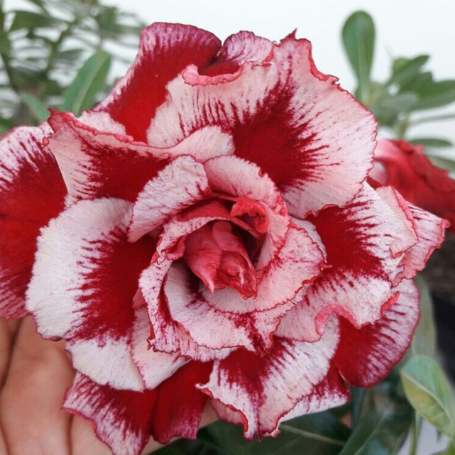 🎁Sivatagi rózsák hagymái🌵Nagyon könnyű gondozni! 🌸Adenium Obesum hagymák