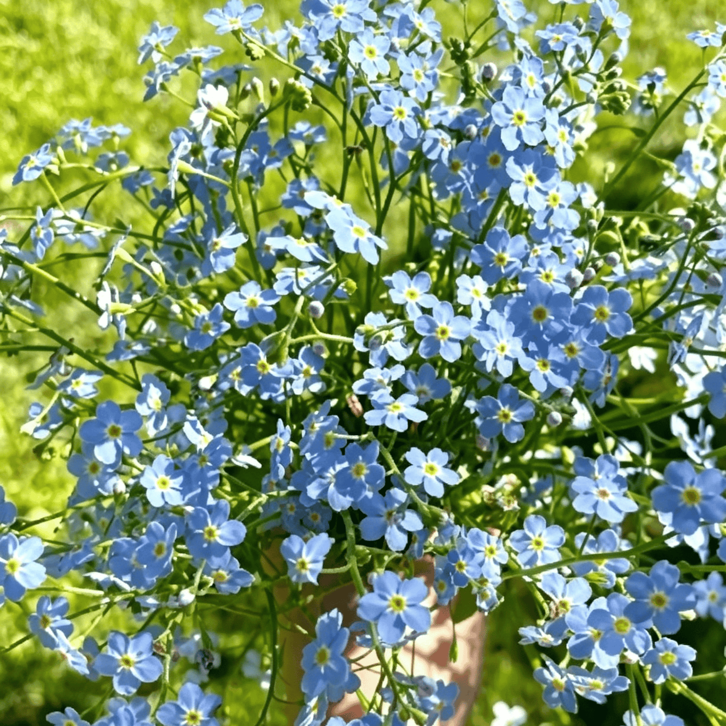 Blue Memory Nefelejcs magok – Minőségileg ellenőrzött Cottage Garden Blooms 🌿💙
