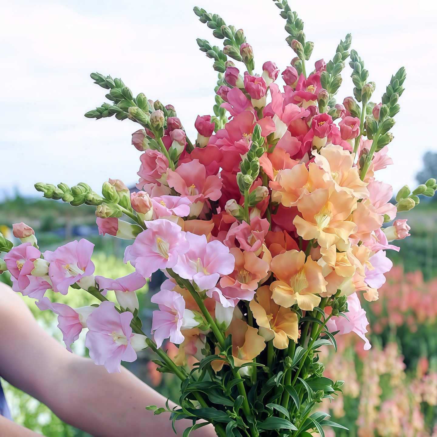 Royal Garden Snapdragon Seeds – Kertészek választása magas, színes vágott virágaihoz 🌸