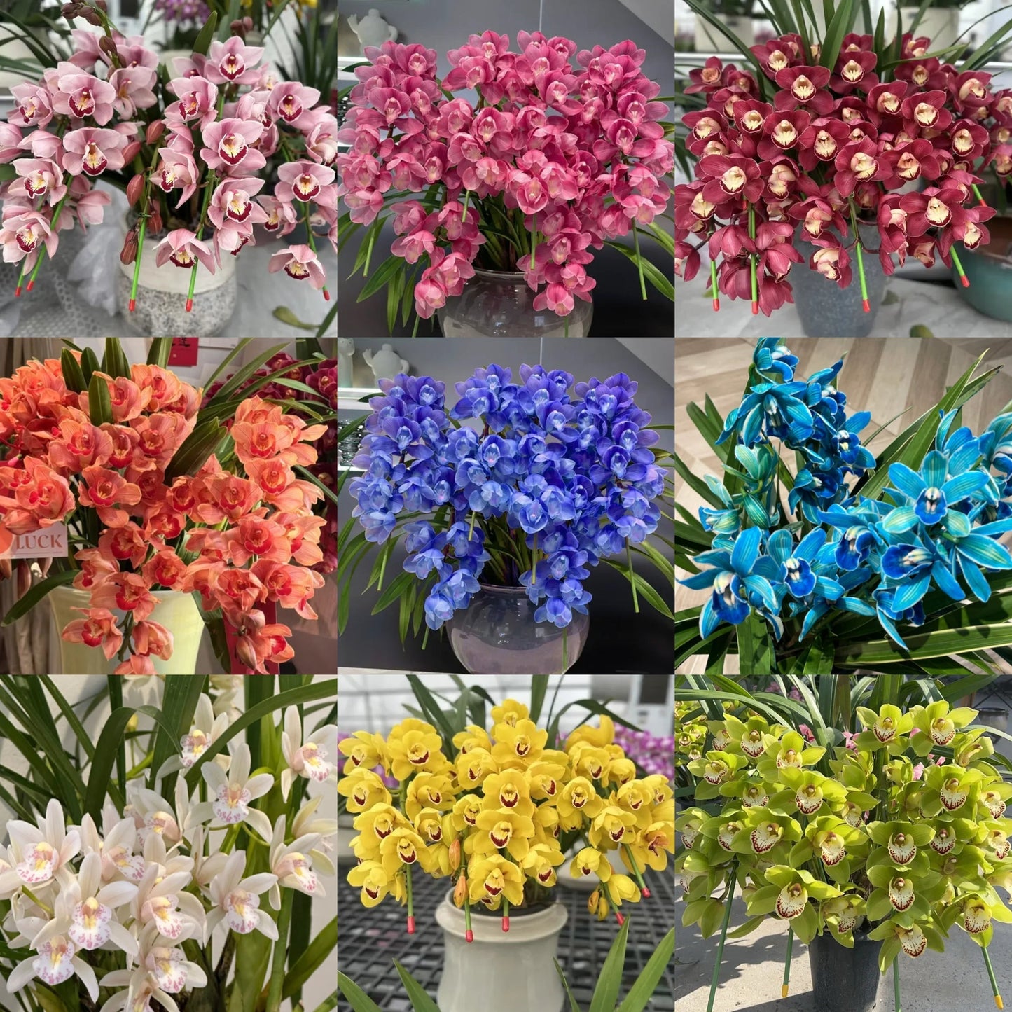 👑 Az orchideák királynője — Tartós Cymbidium hagymák