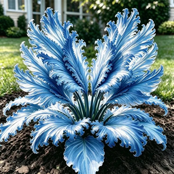 🌱Ritka hattyútollú hosta hagymák -🦢 Kecses lombozat, amely hattyúszárnyakként bontakozik ki
