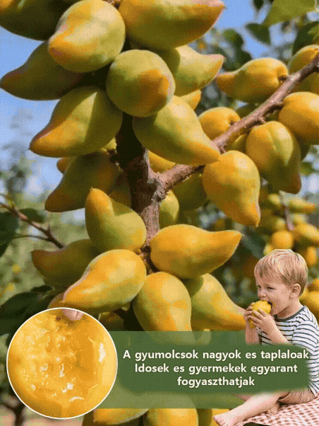 [Ropogós, édes és lédús] Hidegtűrő, törpe, könnyen gondozható "Pepper Apricot" csemete
