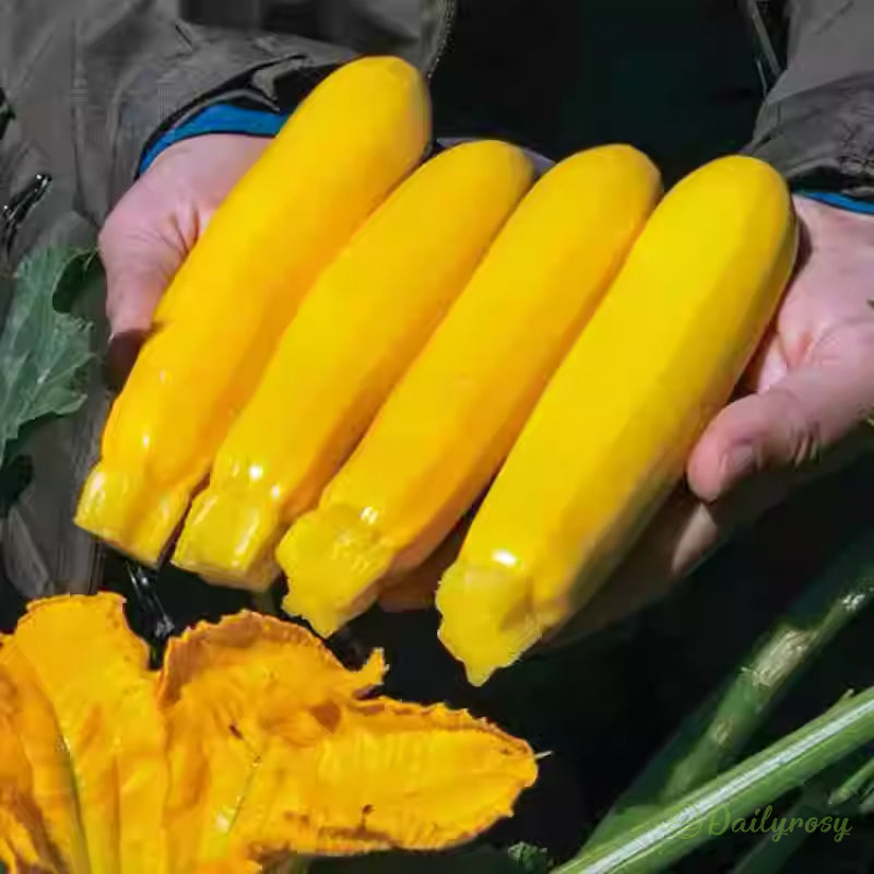 Banáncukkini - Aranycukkini🌿Minden évszakban termeszthető