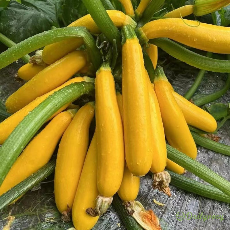 Banáncukkini - Aranycukkini🌿Minden évszakban termeszthető